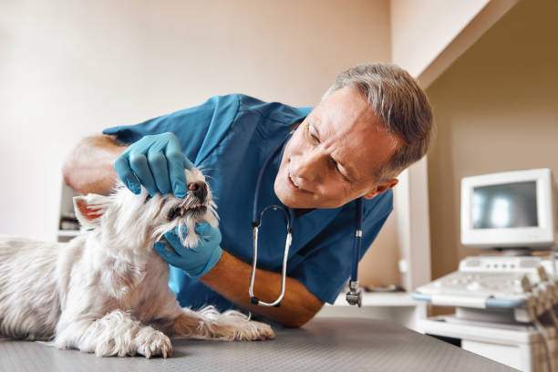 Best Same-Day Emergency Dentist in Mohnton, PA